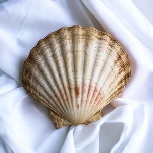 Natural Large Seashell Clam Shell 5" x 4.25" Ocean Decor Oyster Sea Cockle Beach